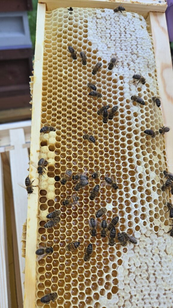 A frame of capped comb covered in honey bees