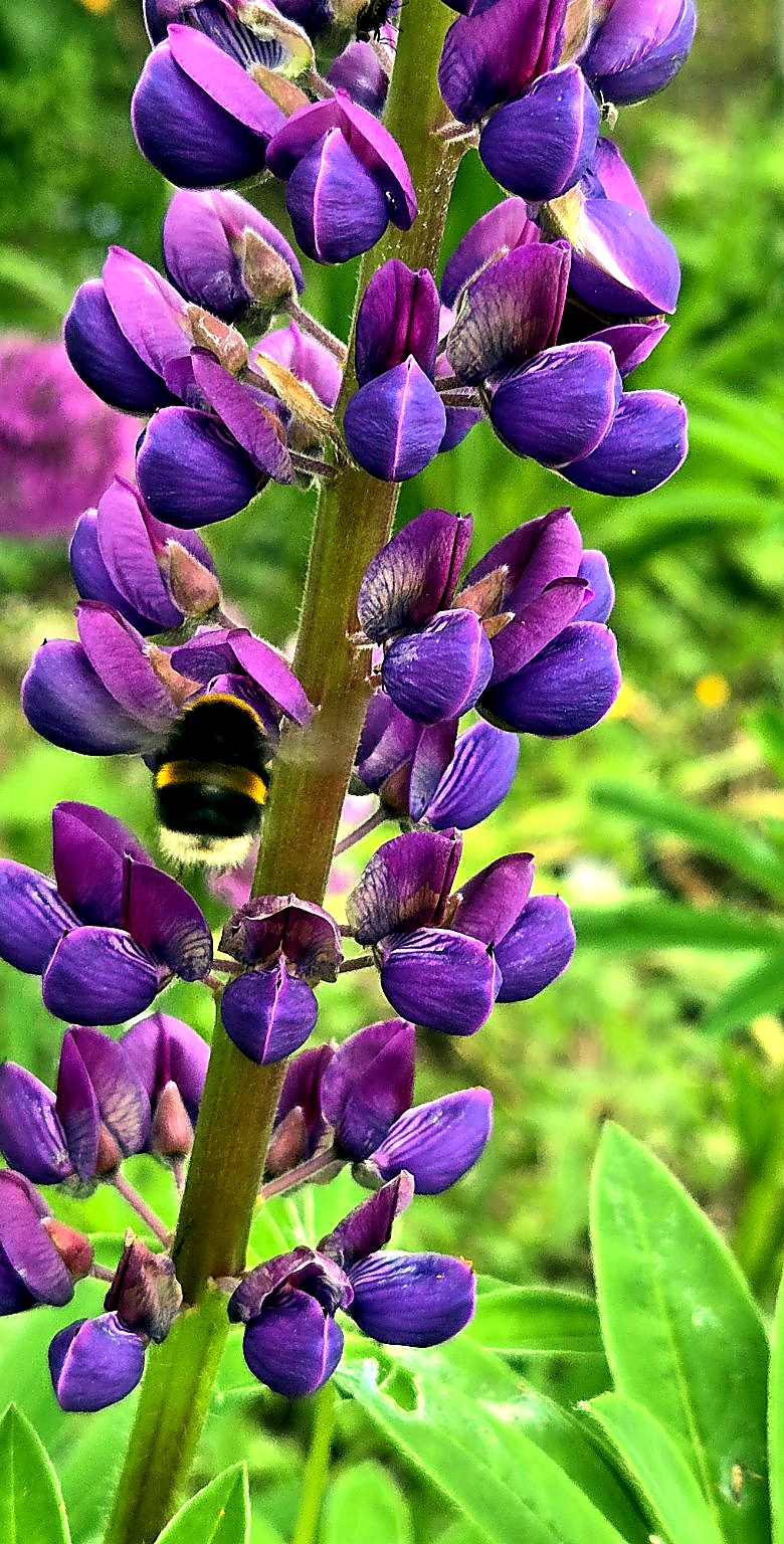 A bumblebee feeding on a purple lupin flower in the garden