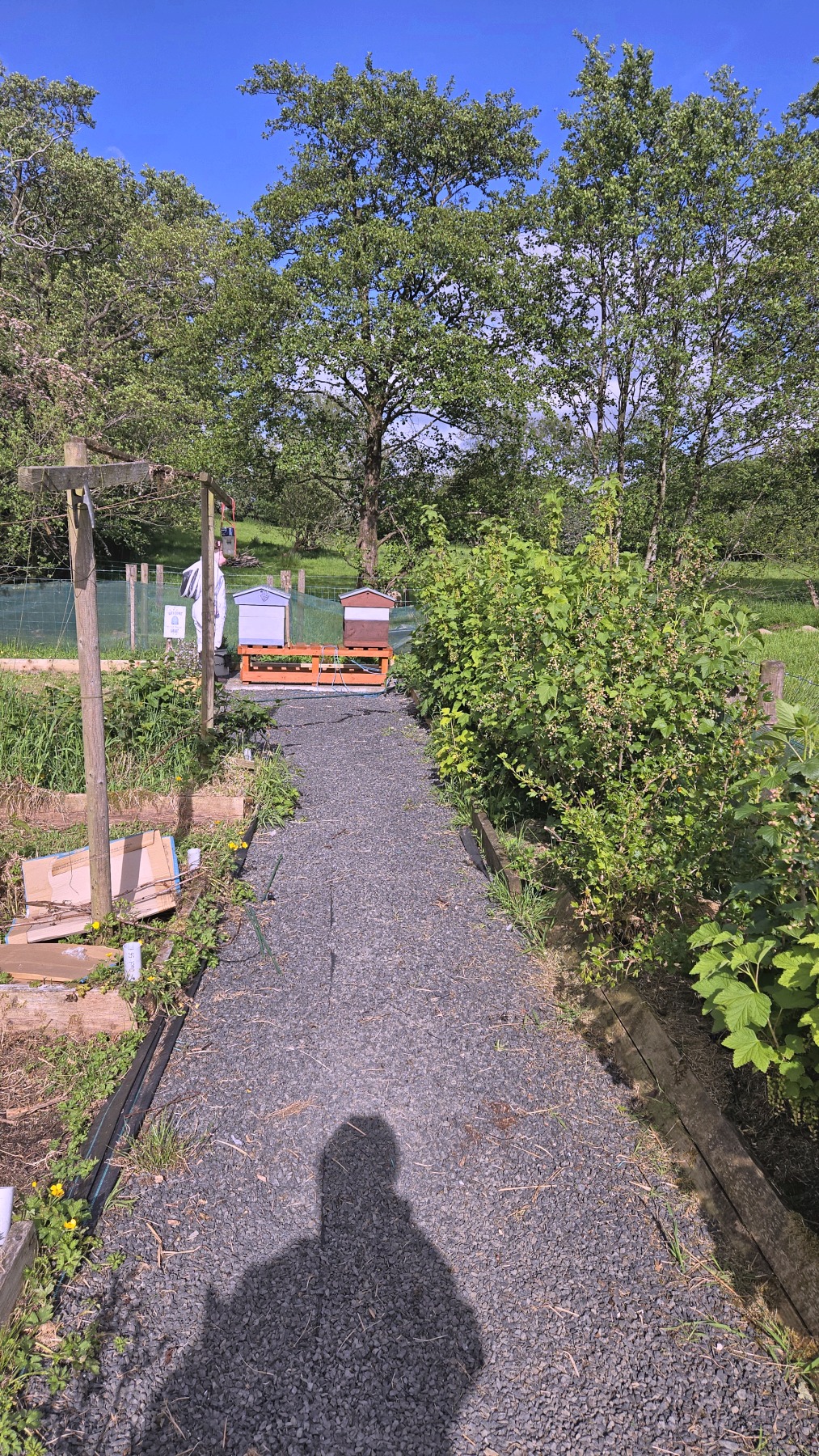 Apiary path in the evening sun at Bee Happy Honey, beehives among the greenery in Northern Ireland