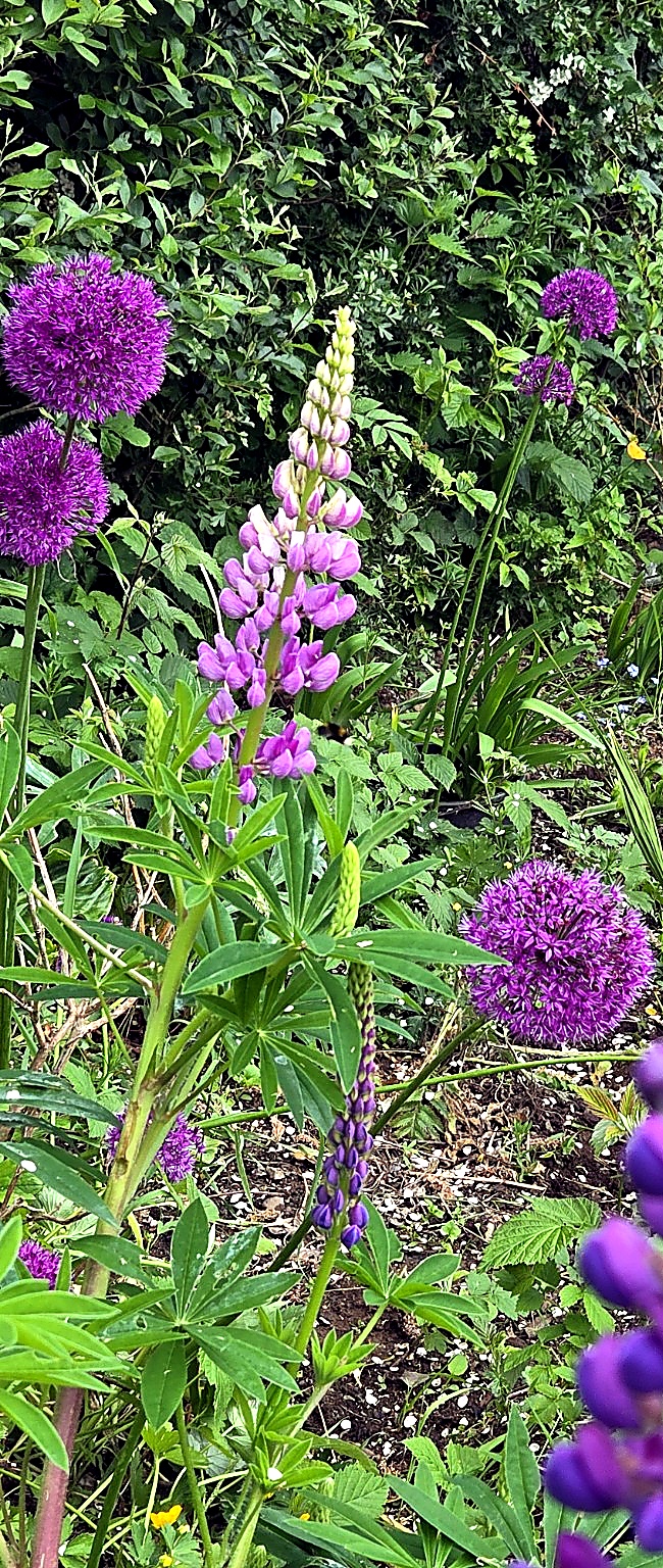 Garden lupins and alliums in flower, forage that helps bees through the June gap