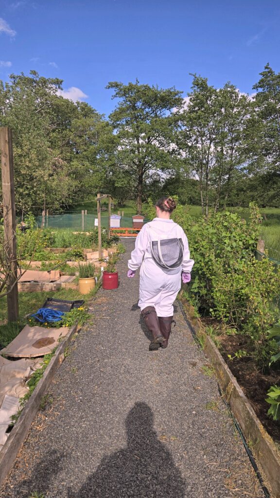 Beekeeper in a white suit walking down the garden path towards the apiary