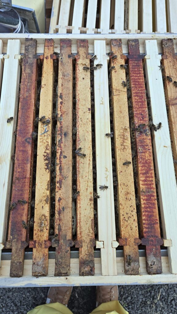 Looking down into an open queenless hive at the frame top bars