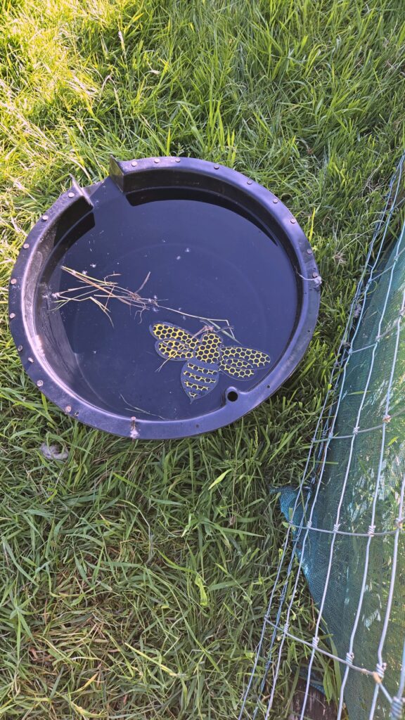 A bee water dish with a honeycomb float on the grass at the apiary