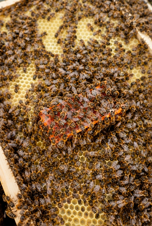 The queen introduction cage embedded in fresh comb on the side of a frame, surrounded by worker bees