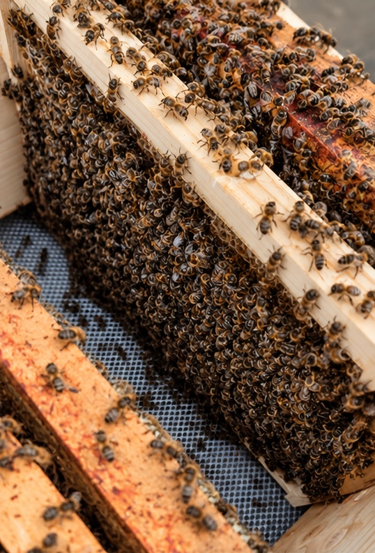 Looking down into the hive at a frame covered in bees with the mesh floor visible below