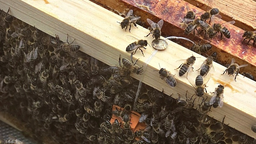 A queen introduction cage surrounded by worker bees on a frame in a queenless hive in County Antrim