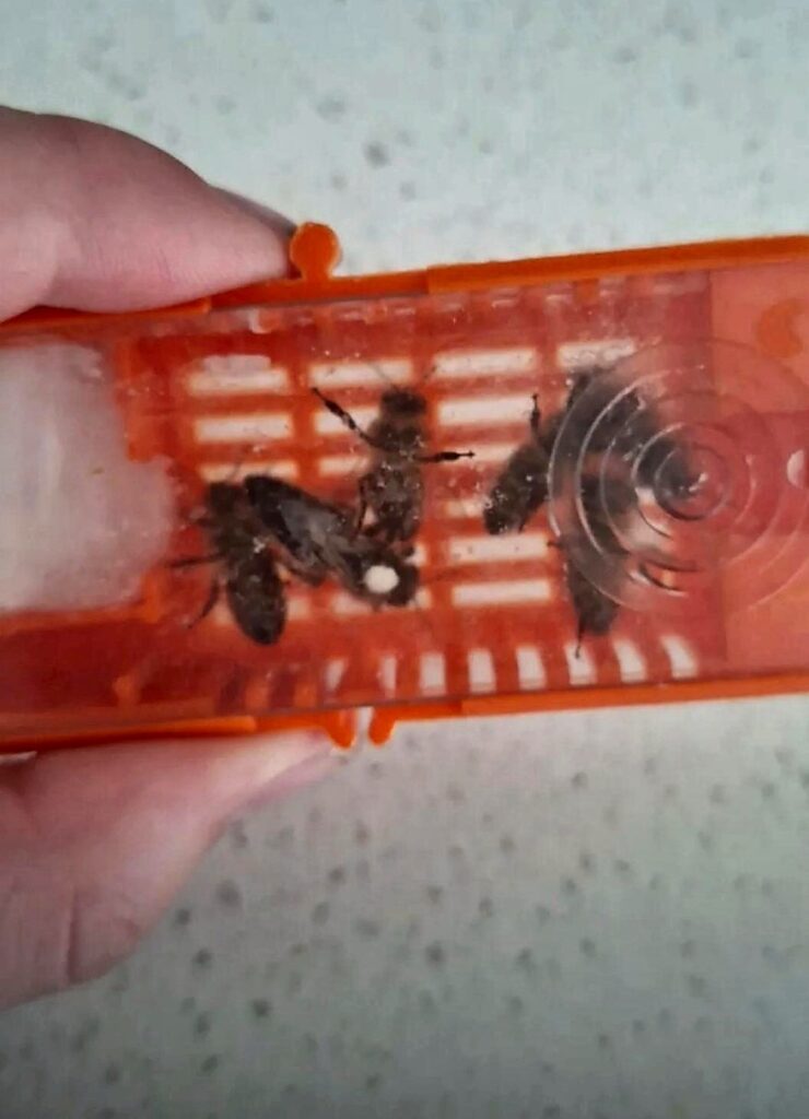 A mated queen in her orange introduction cage with attendant bees, collected from the beekeeping club