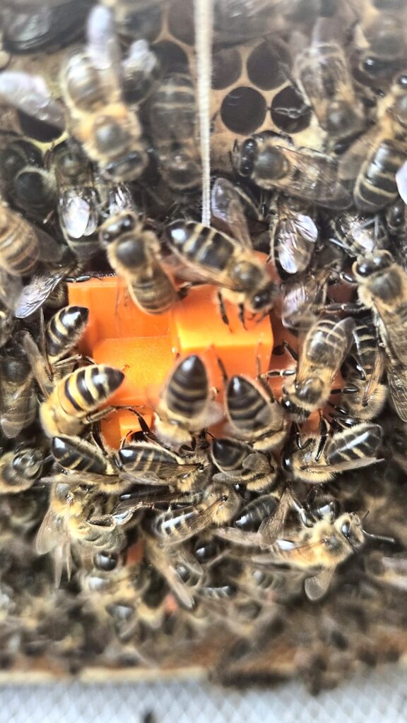 Worker bees calmly attending the queen introduction cage between frames, attendance not balling
