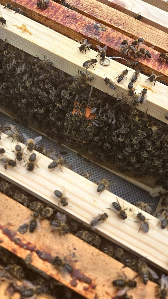 Looking down between the frames at the queen introduction cage settled among the colony