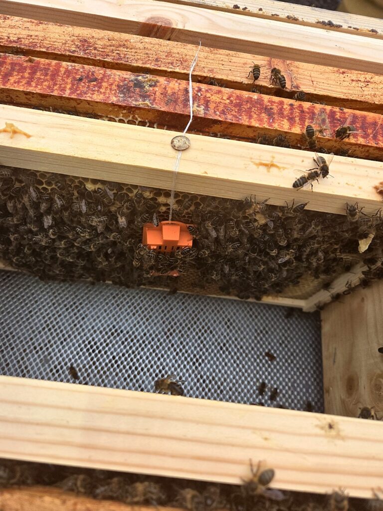 Queen introduction cage hanging on a pin and string between brood frames in the hive