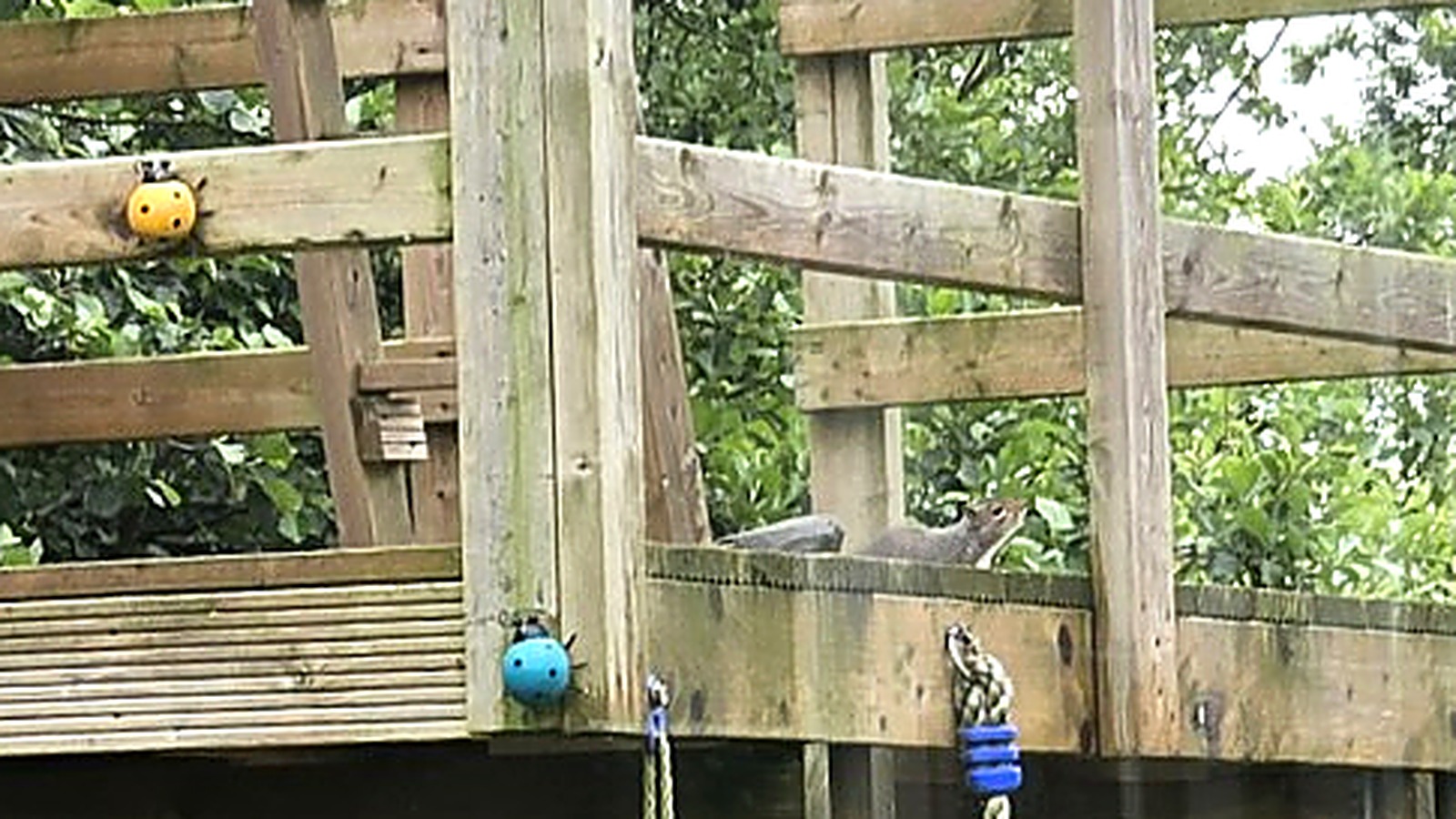 Grey squirrel on the treehouse deck beside the chicken run and beehive in a Broughshane garden