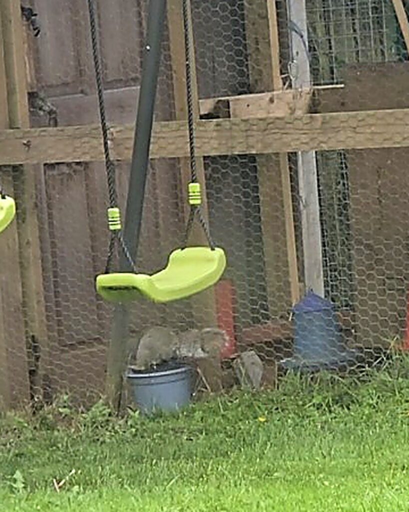Grey squirrel spotted near chicken run in Broughshane garden