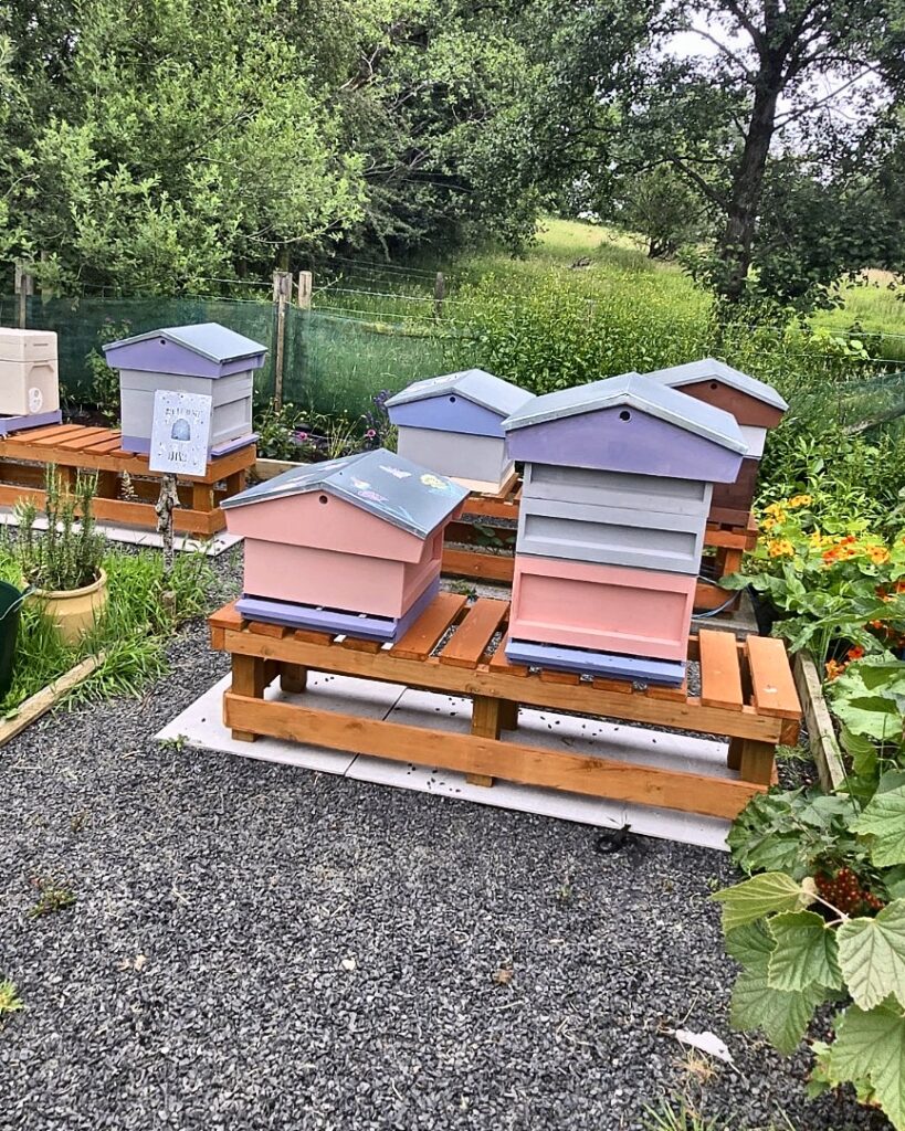 Row of colourfully painted beehives in pink, blue and purple lined up on a wooden stand in the garden apiary