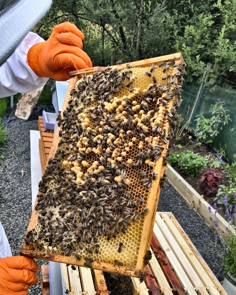 Frame showing capped drone brood filling every cell, a sign of a laying worker hive.