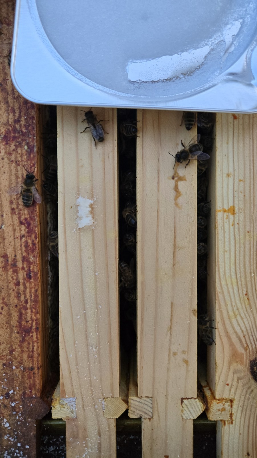 An Apiguard tray sitting on the hive top bars with bees coming up between the frames