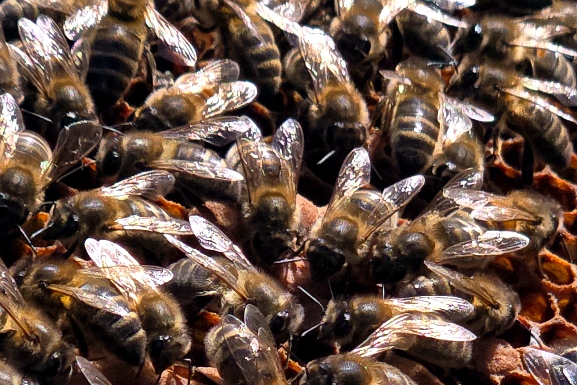 Bees packed across a frame of comb