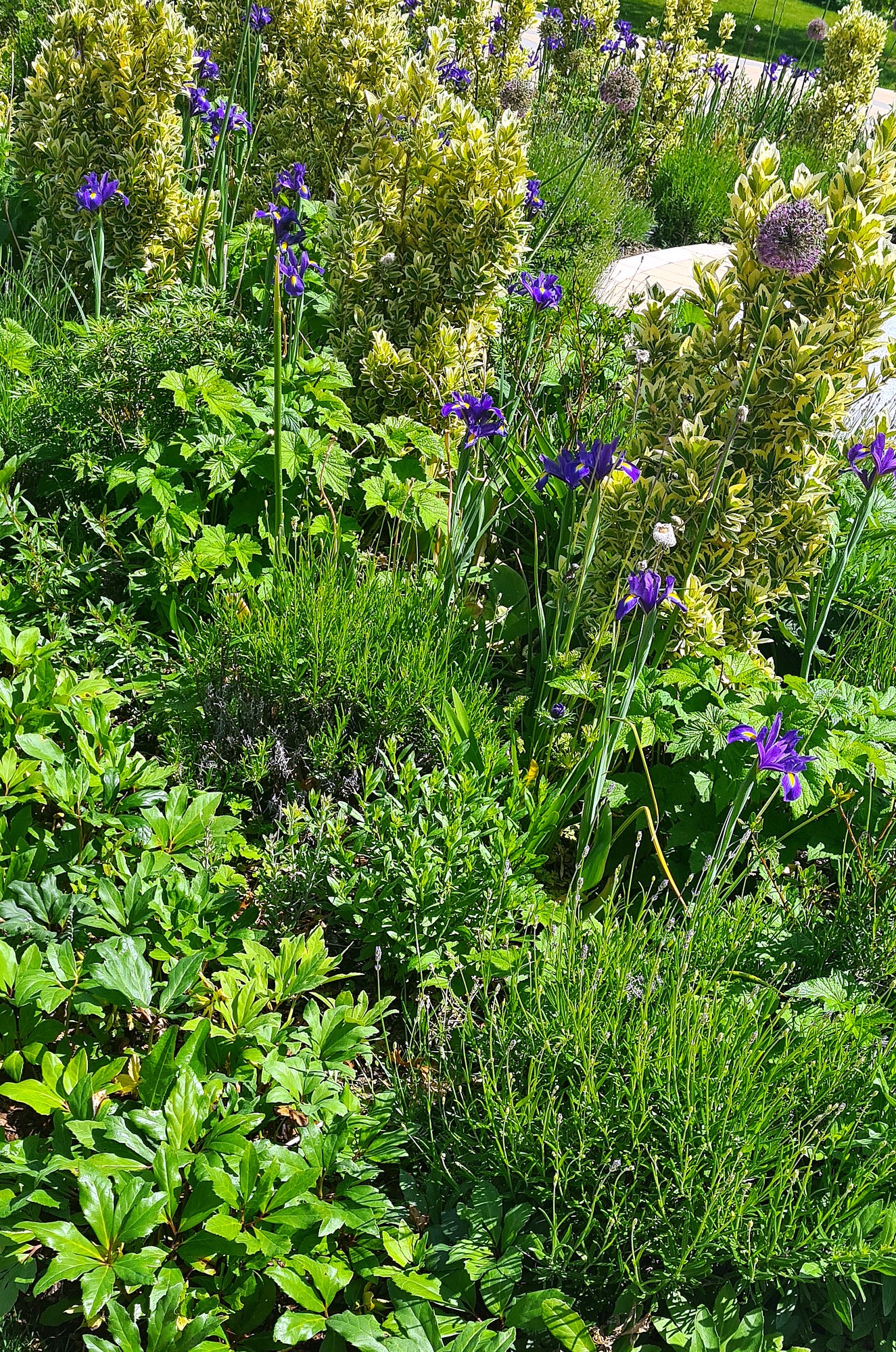 Lavender growing among iris and allium in a mixed summer border