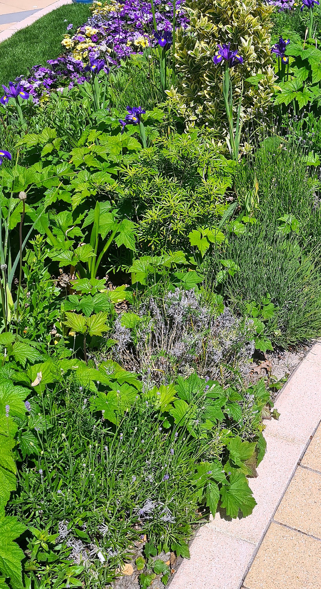 English lavender edging a mixed summer border alongside iris and allium