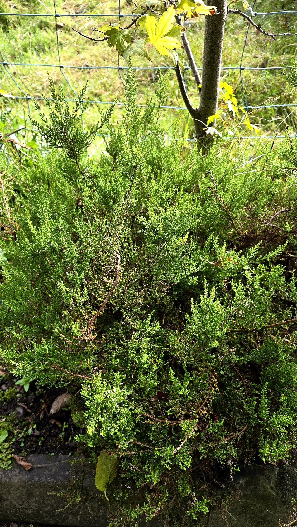 An established clump of ling heather growing on acid soil in a County Antrim garden
