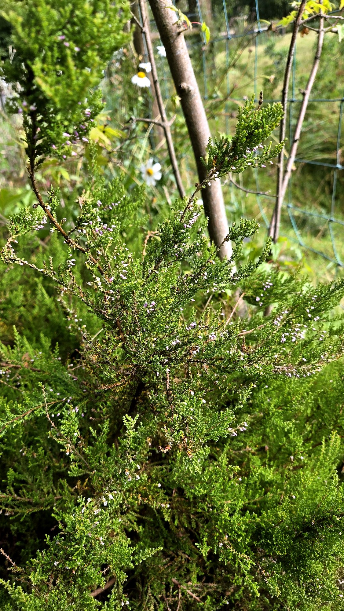 Close-up of ling heather, Calluna vulgaris, coming into flower in a Northern Ireland garden in late summer
