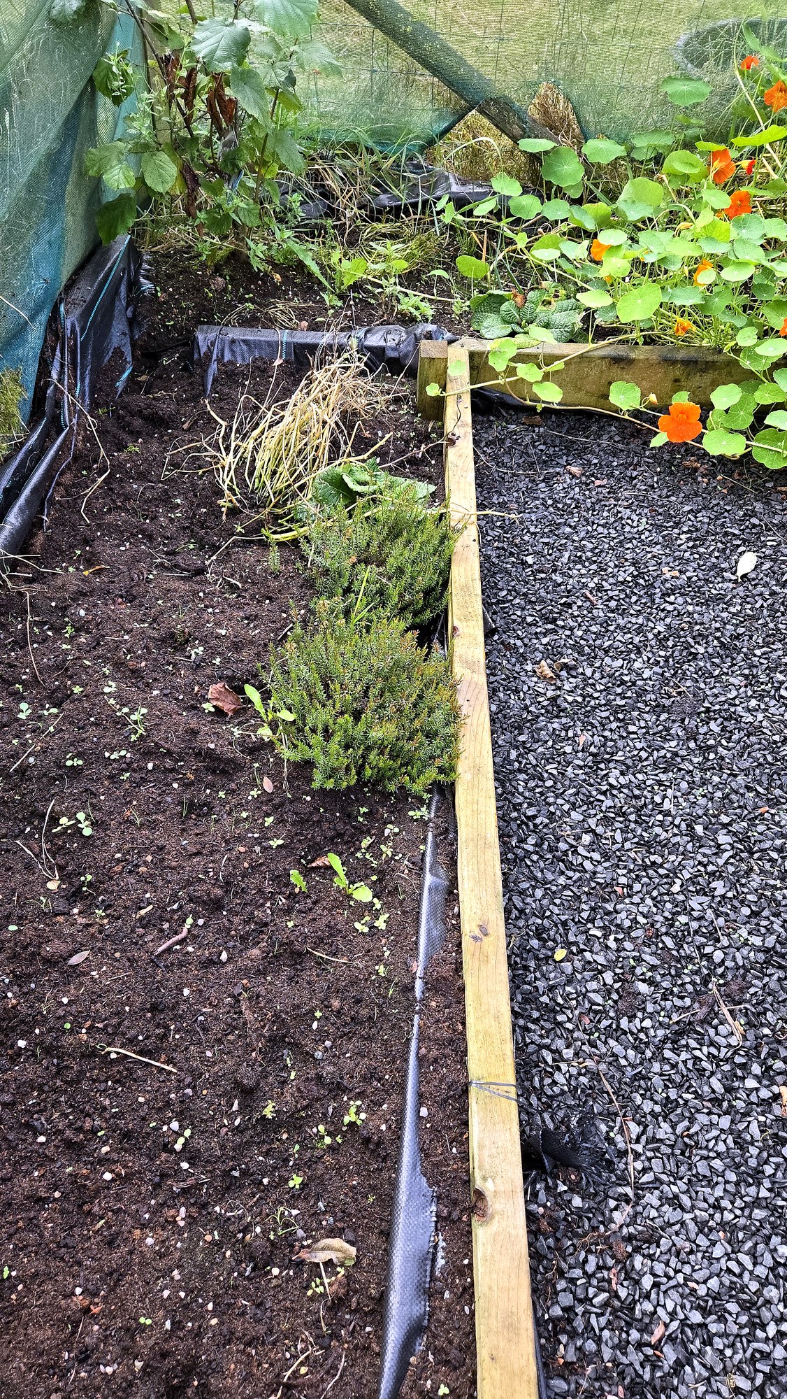 Young ling heather (Calluna vulgaris) planted in a raised bed in the apiary, with nasturtiums alongside