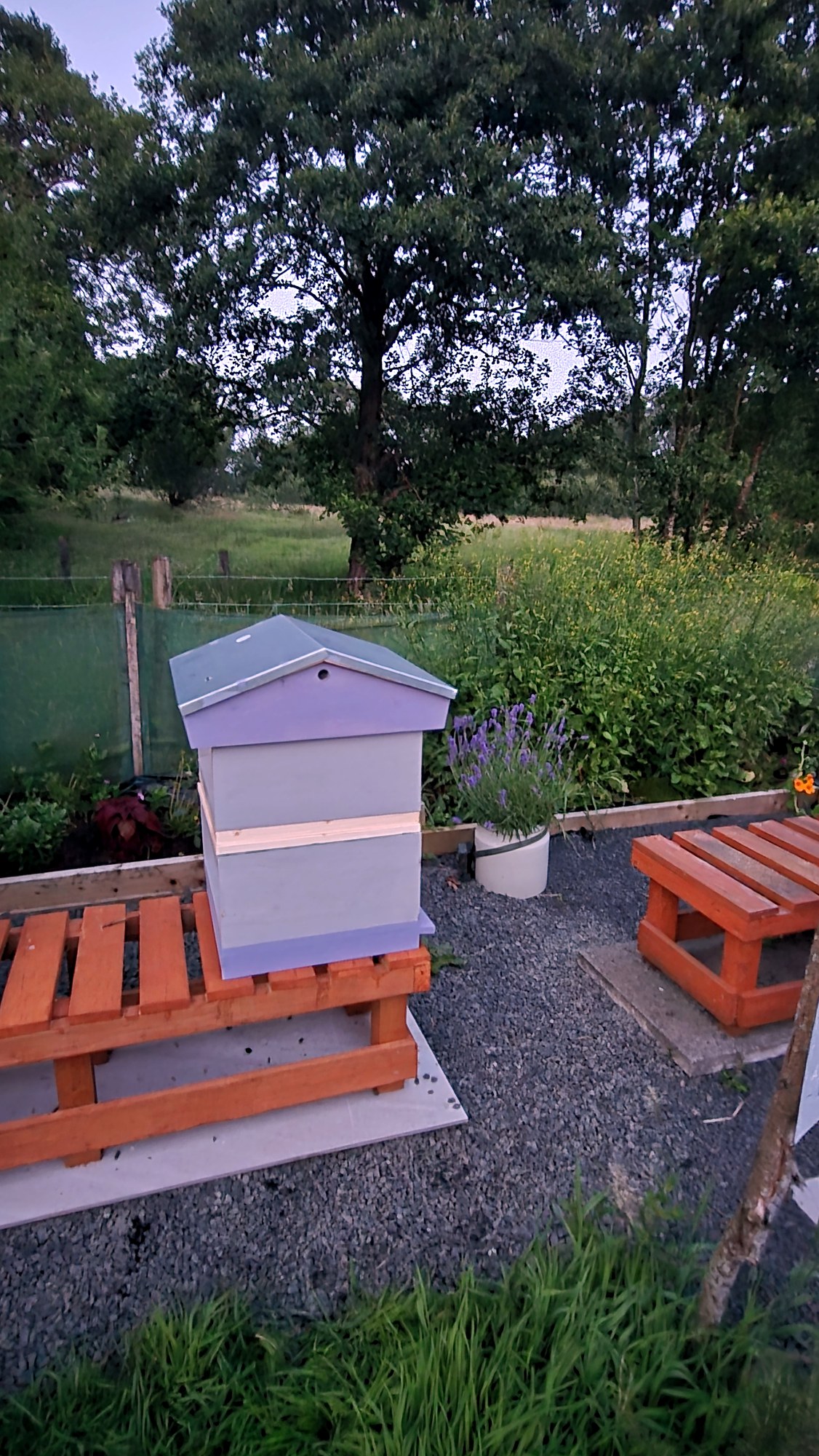A pot of English lavender in full flower beside a lilac-painted beehive in a Northern Ireland apiary