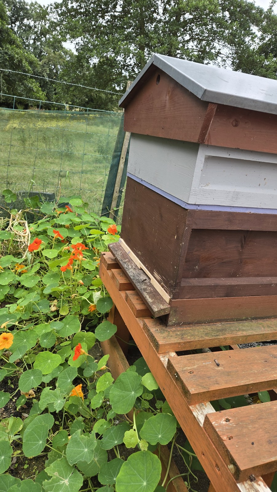 The hive on its stand beside a bank of orange nasturtiums