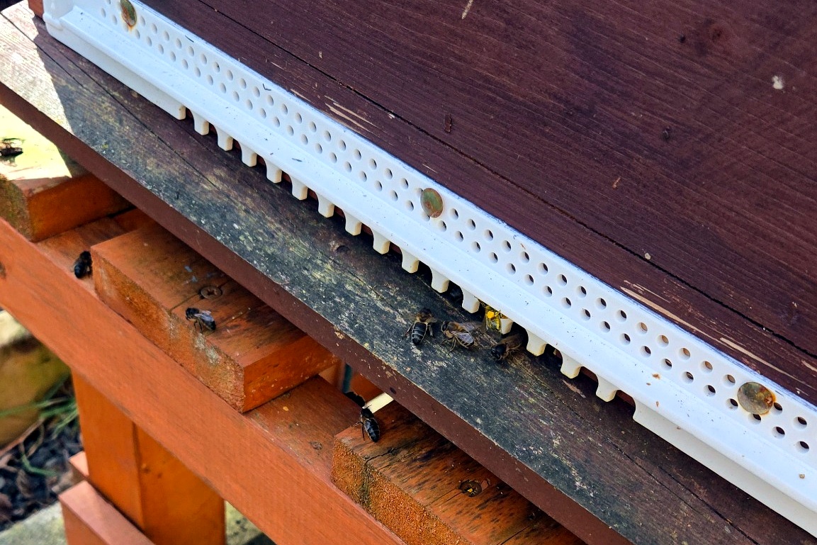Bees at the hive entrance above the mesh floor