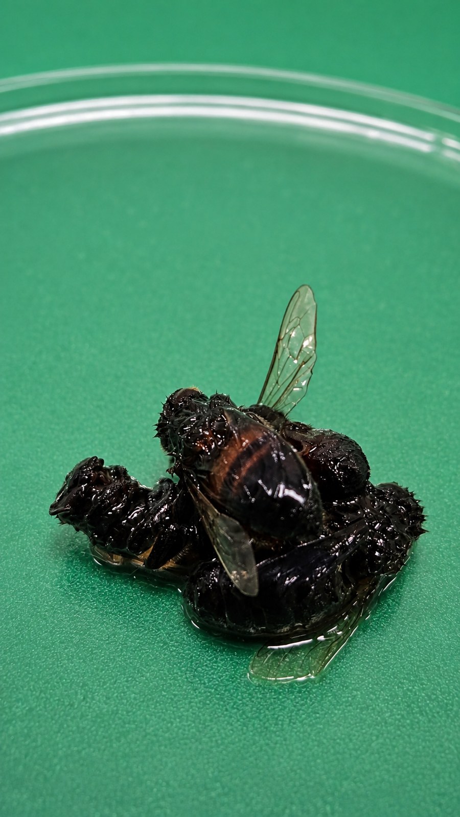A honeybee specimen in a dish on the green cutting mat