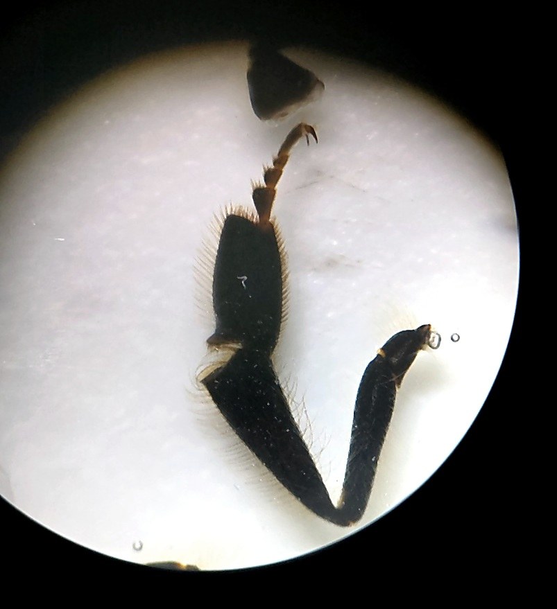 A bee hind leg through the microscope eyepiece
