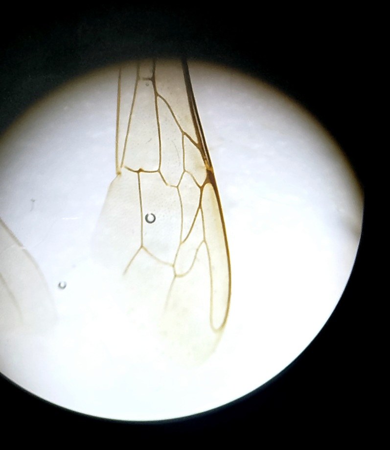 A bee wing slide through the microscope eyepiece, veins showing