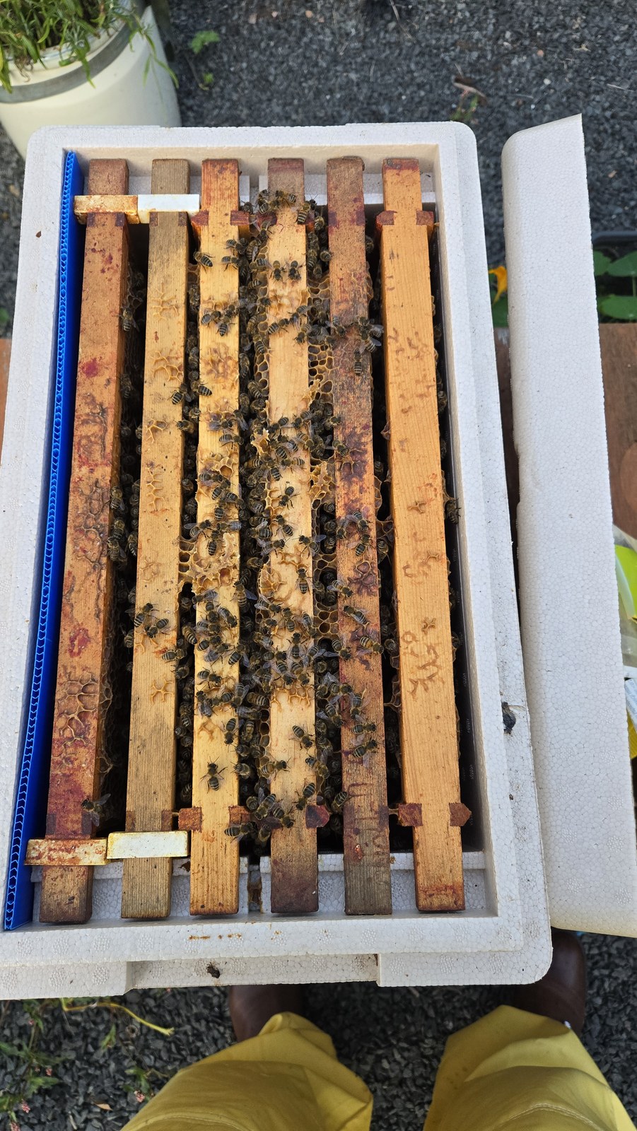 Top view of a poly nuc full of bees on drawn frames, also receiving treatment