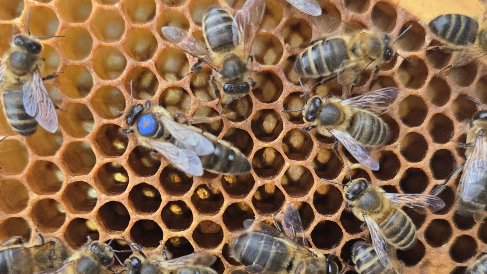 Our blue-marked queen walking across her own brood comb, surrounded by workers