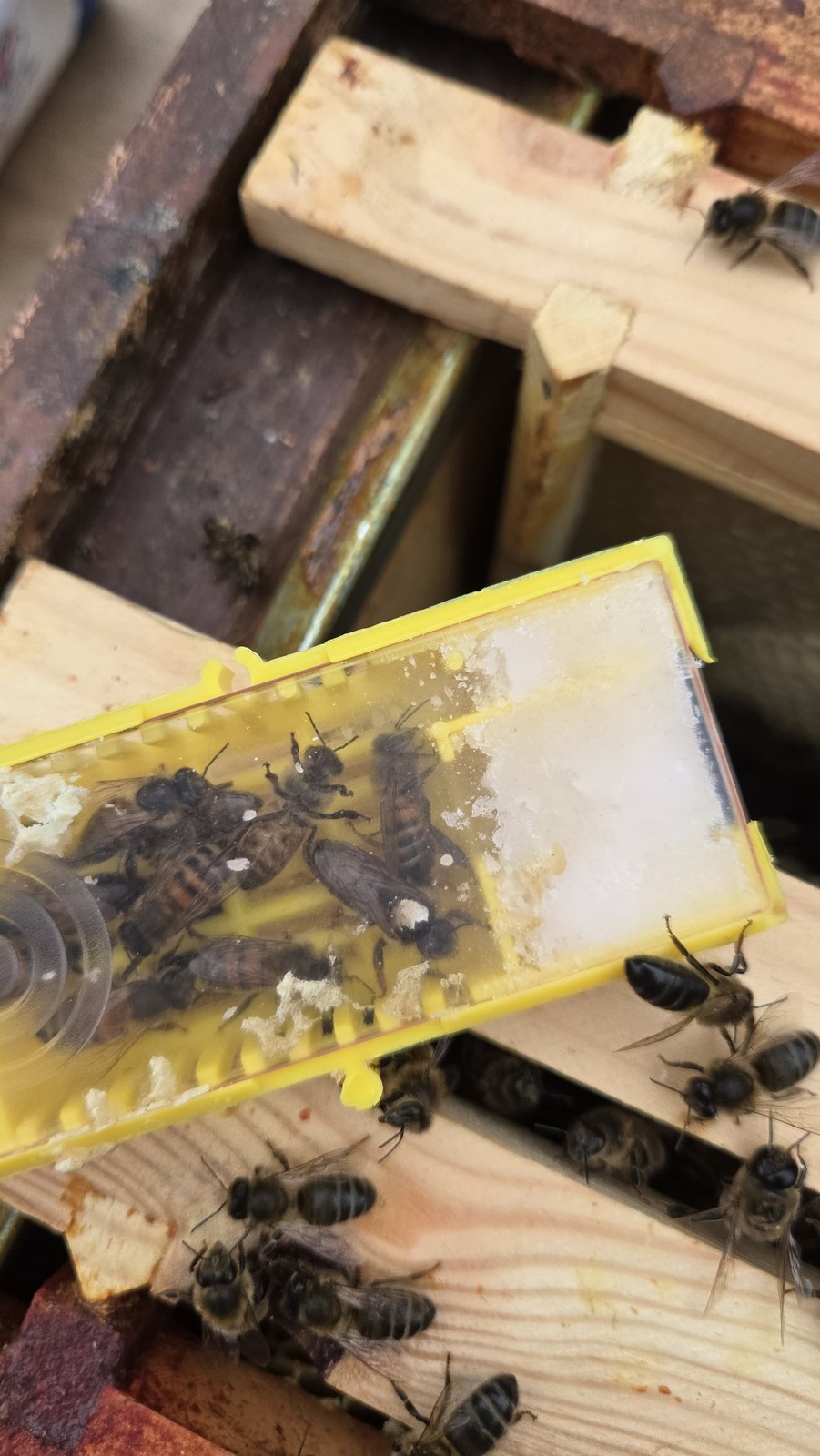 Newly delivered mated queen marked white in a yellow introduction cage with attendant bees