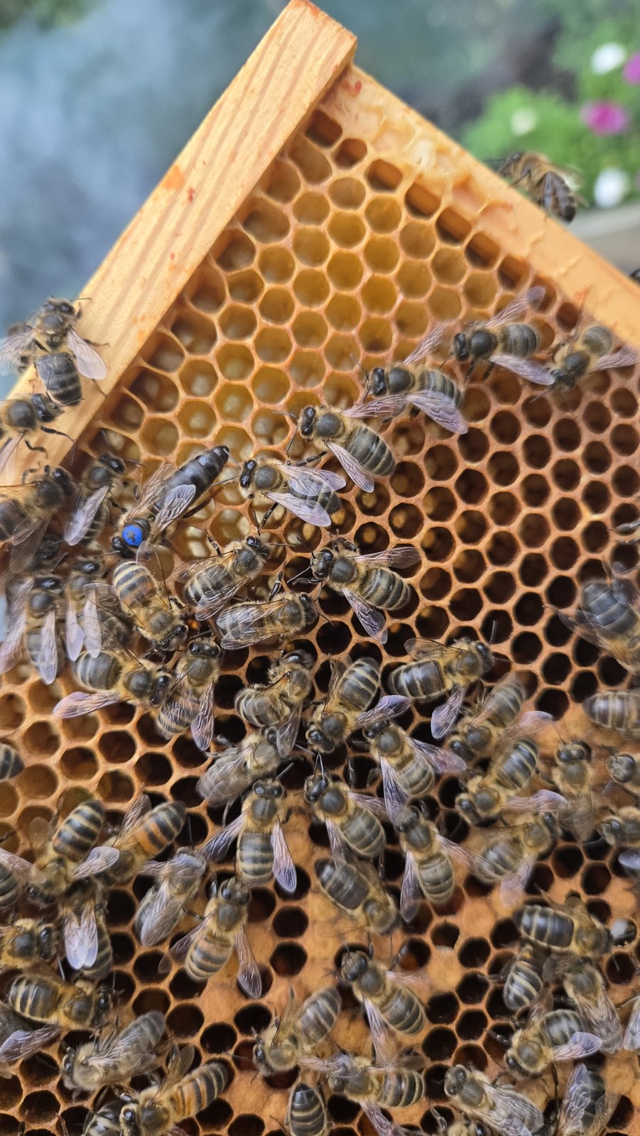 A frame from the merged colony - capped brood, stores, and the blue-marked queen among her workers