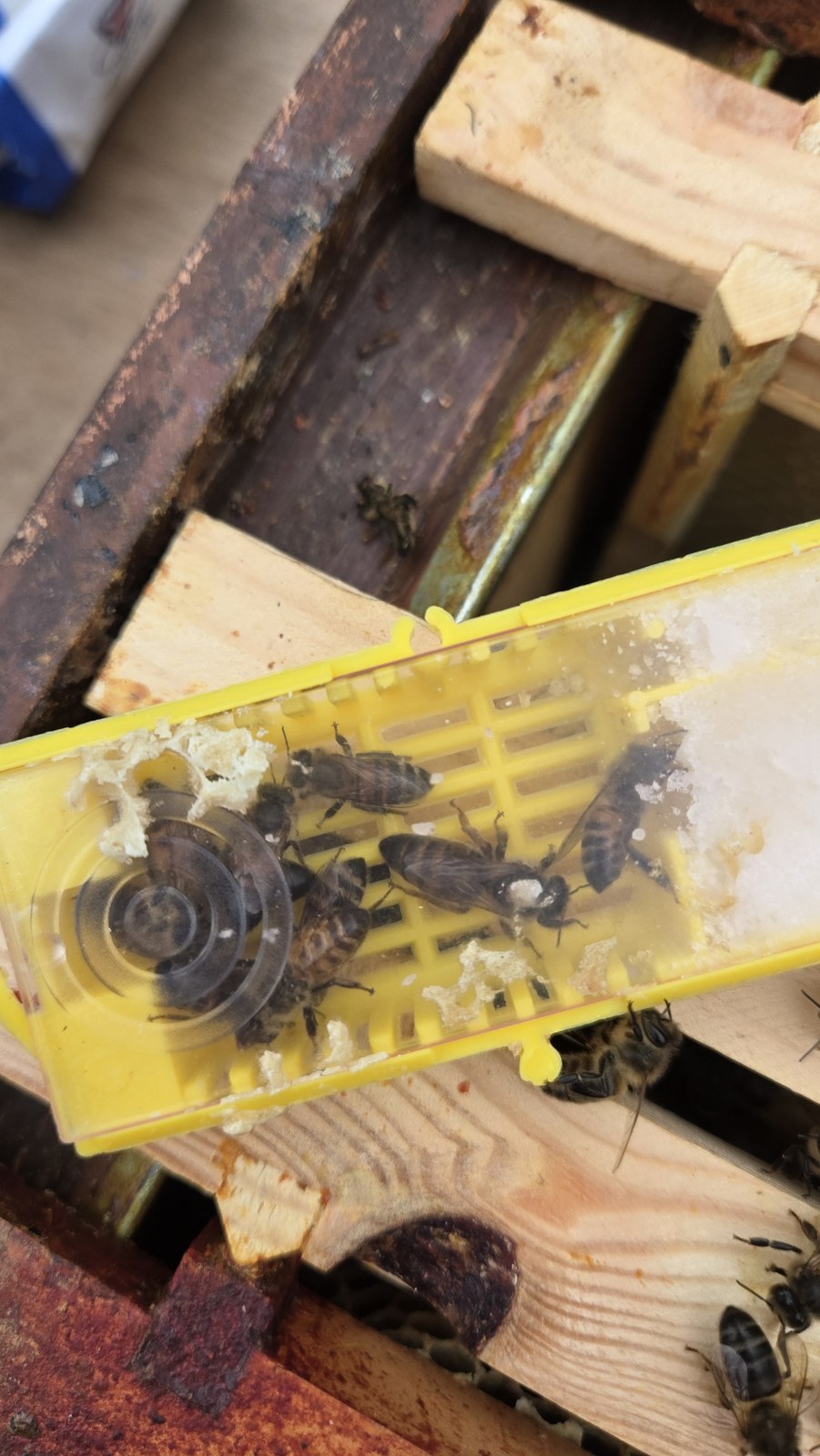 Queen introduction cage wedged between the top bars, candy plug in place