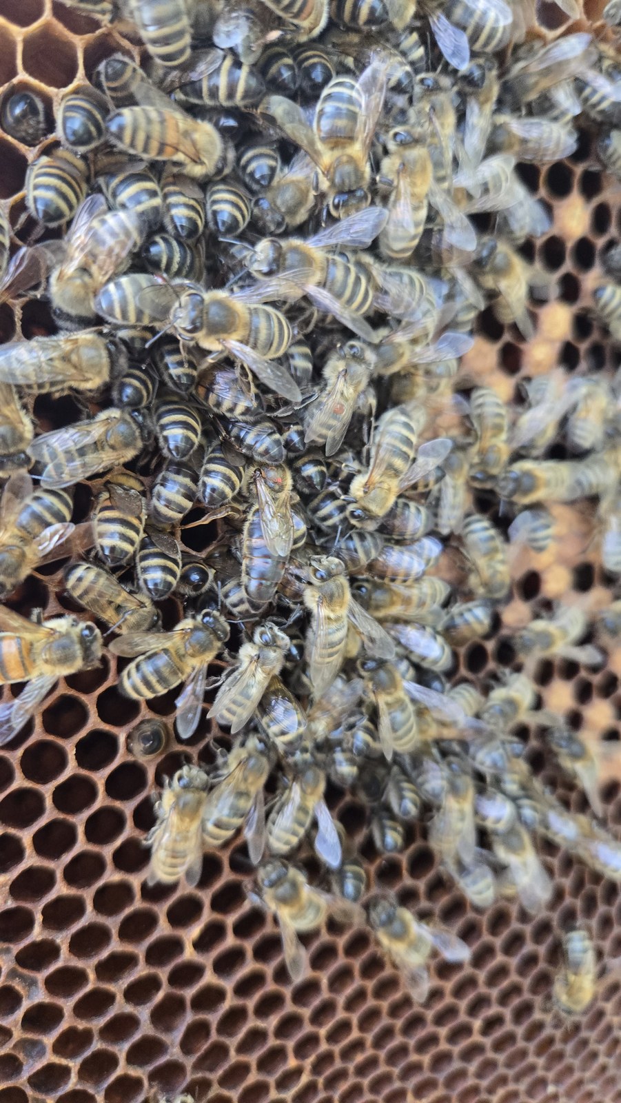 Close up of a honeybee cluster on brood comb with varroa mites visible on two workers