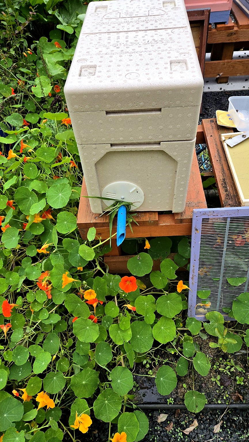 Tunnel entrance sealed with grass to keep wasps out of a beehive