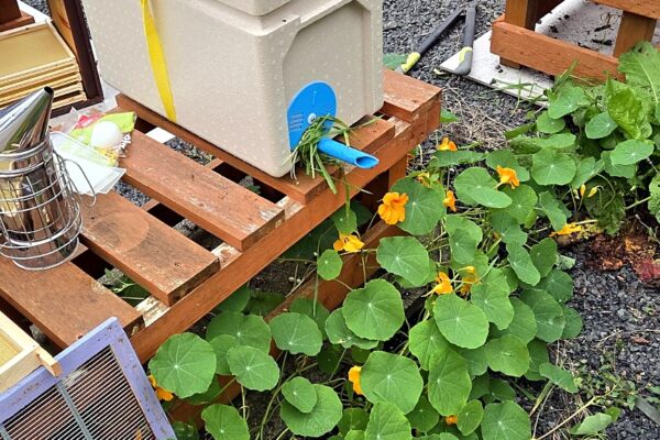 Poly nuc with a blue pipe tunnel entrance, smoker and apiary kit in a nasturtium bed