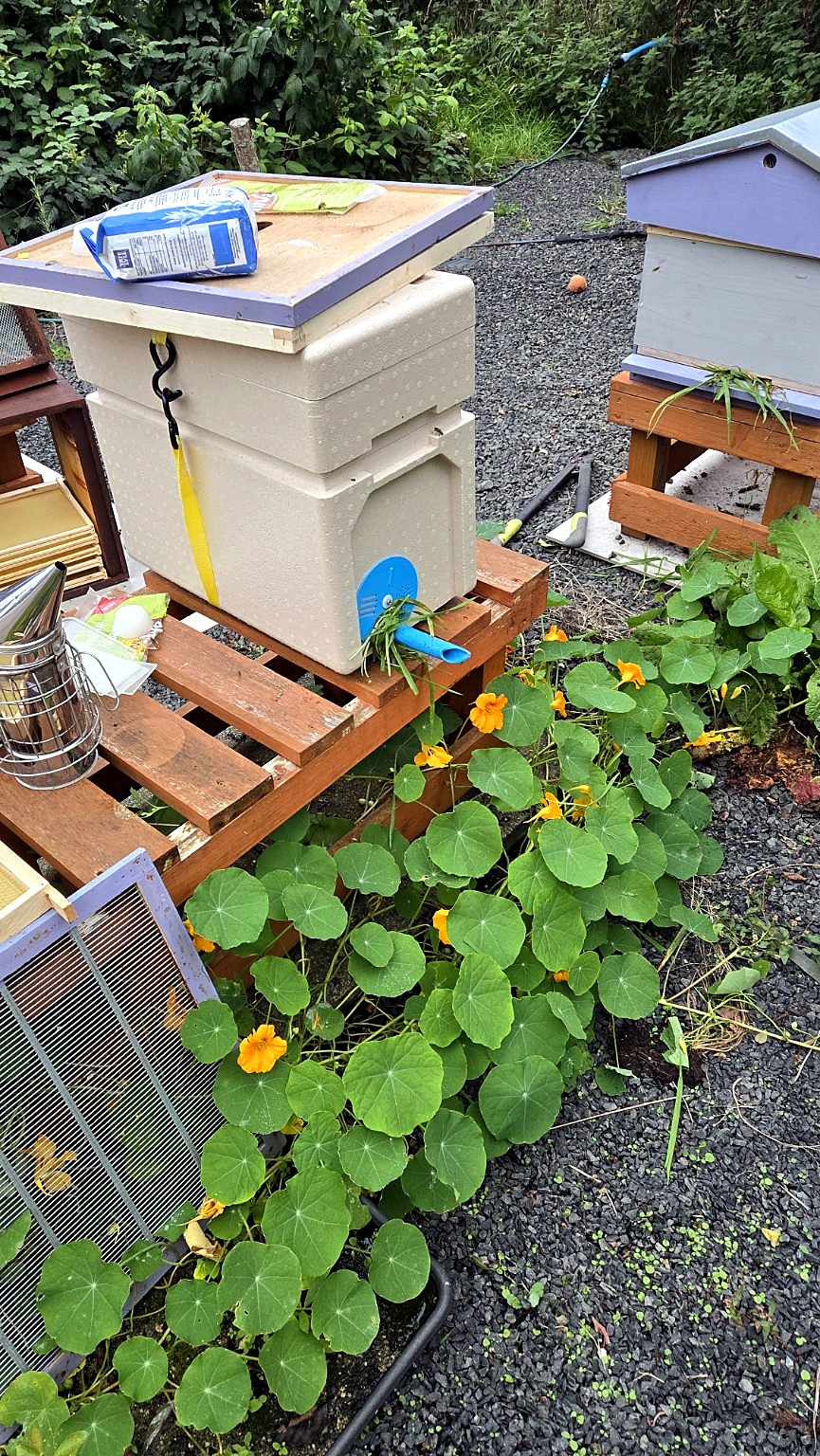 Poly nuc with a blue pipe tunnel entrance, smoker and apiary kit in a nasturtium bed