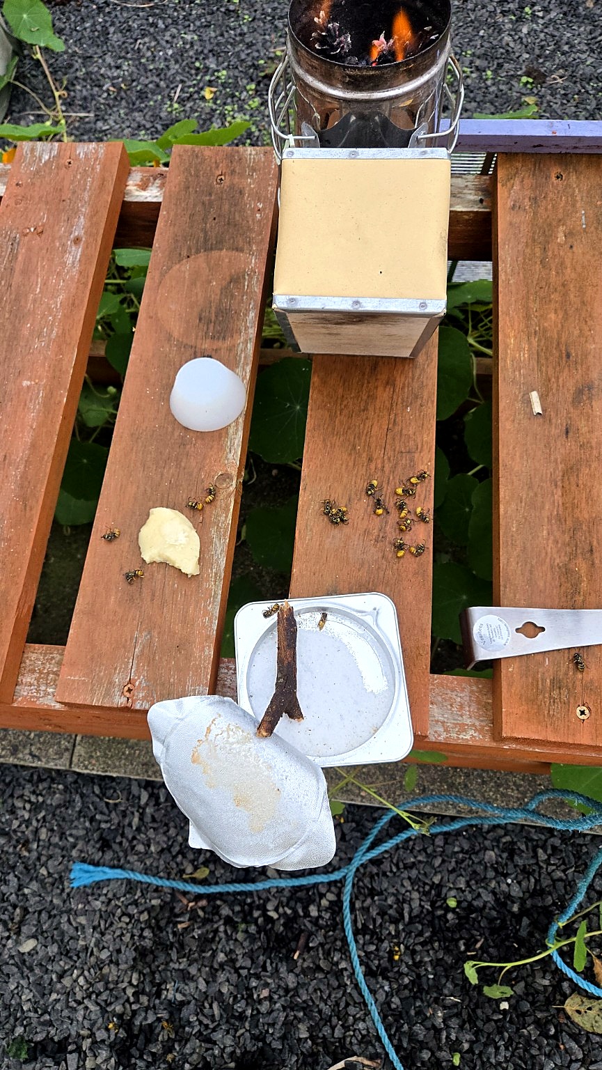 Wasps feeding on fondant left open beside beehives