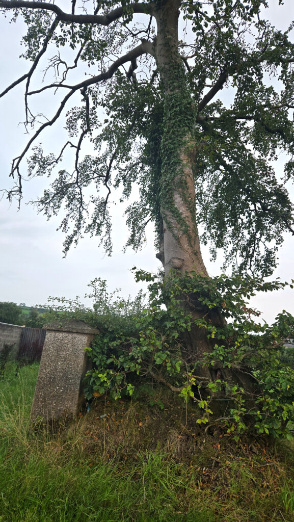 Mature flowering ivy growing up a tree in Northern Ireland